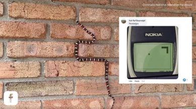 snake video, snake game, snake on brick, snake game video, snake crawling on brick, indian express