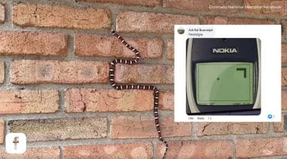 Snake climbing a wall reminds people of Nokia's iconic game. Watch