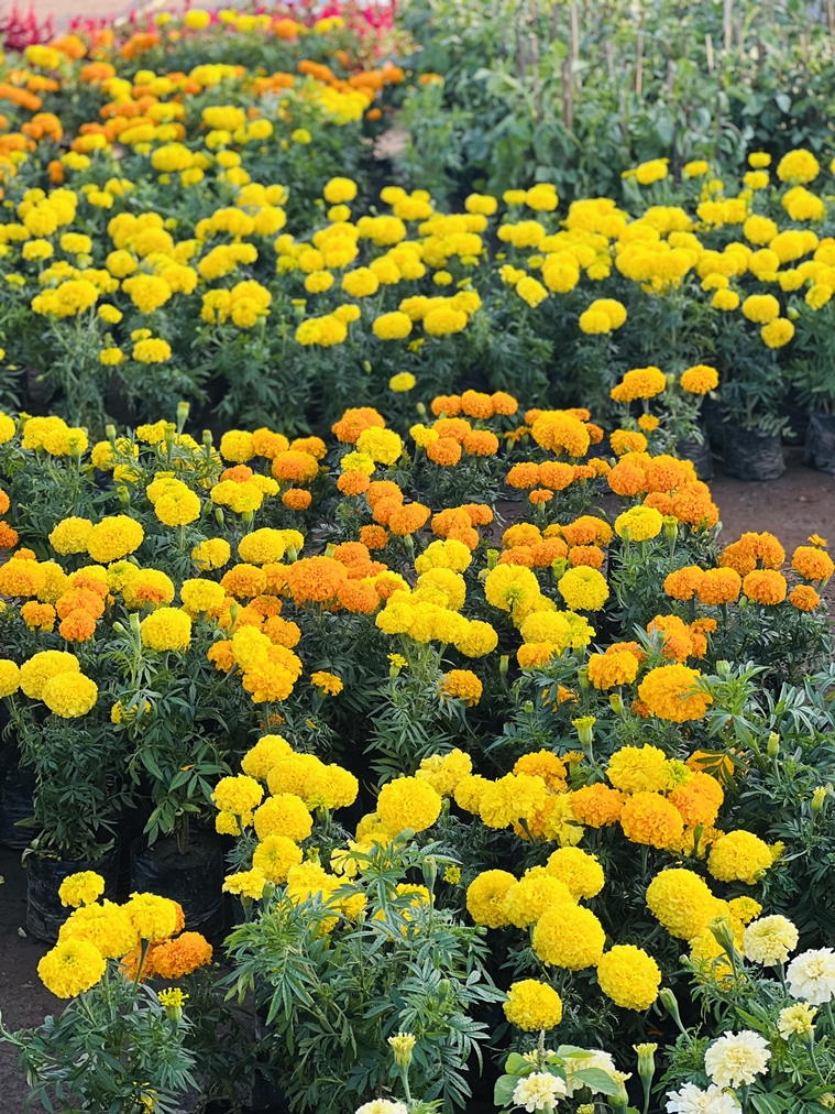 Exhibitions, Diwali melas Strengthening women through urban