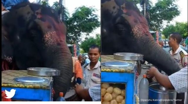 elephant eating panipuri, elephant eats panipuri, panipuri, elephant video, indian express