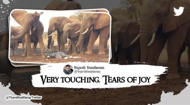 Elephant surprises herd and caretakers by giving birth in Kenya, forest reserve, elephant gives birth, orphans, viral, trending, Indian Express