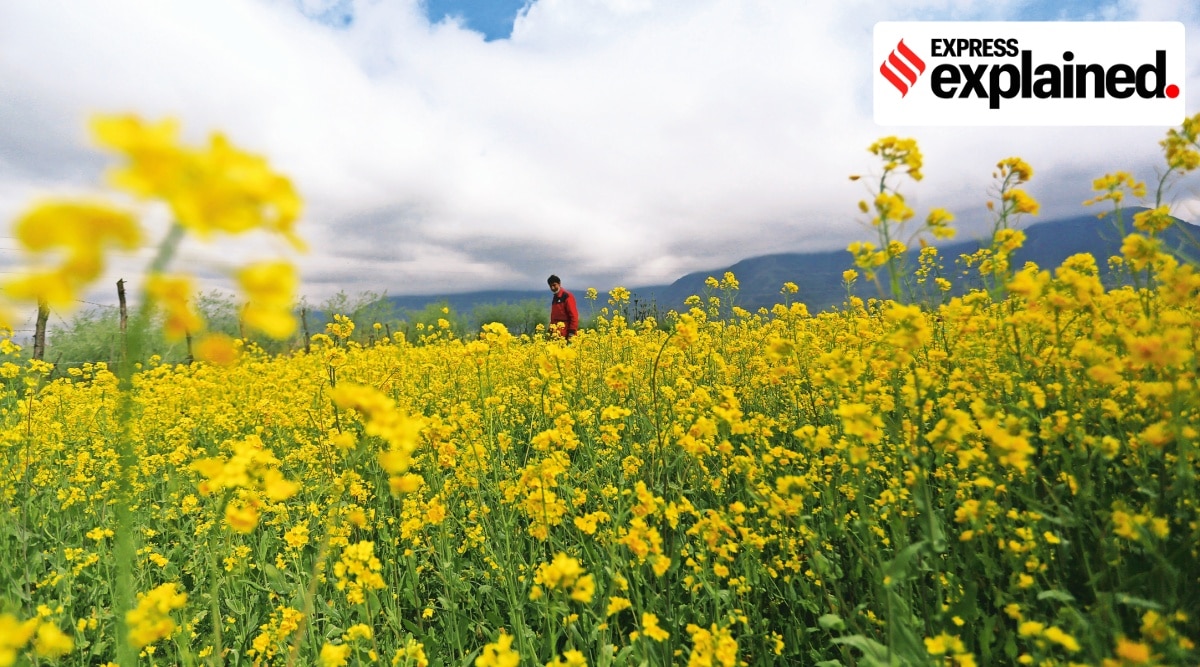 It remains to be seen if the central government accepts the GEAC recommendation and finally clears GM mustard.  Archive