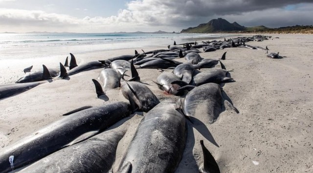 The deaths come two weeks after about 200 pilot whales died in Australia after stranding themselves on a remote Tasmanian beach. (Photo: Twitter/@ProjectJonah)