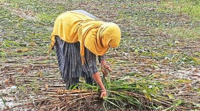 farmers