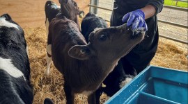 Cows being fed kowbucha to reduce gas