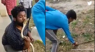 man kisses snake, snake bites man, snake stunt, Karnataka man's stunt with snake, indian express