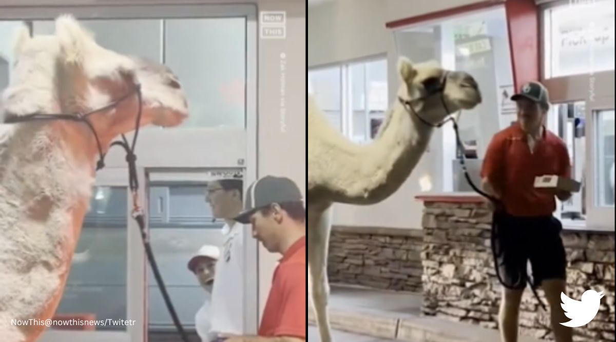 camel walks into restaurant, camel gets french fries, camel loves french fries, las vegas, camel video, animal funny video, indian express