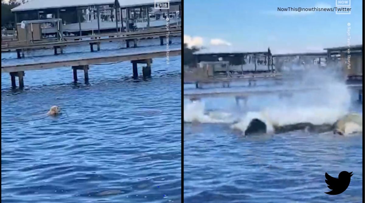 Golden retriever gets scared after manatees emerge from water. Watch
