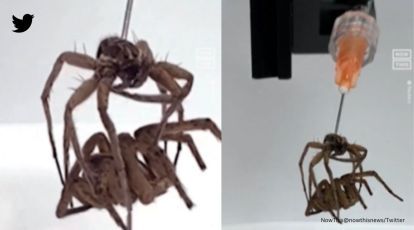These spooky spiders are master engineers