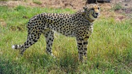 African cheetahs, cheetah deal, ivory ban, ivory, Namibia, CITES, Botswana, South Africa and Zimbabwe, Indian Express, India news, current affairs, Indian Express News Service, Express News Service, Express News, Indian Express India News