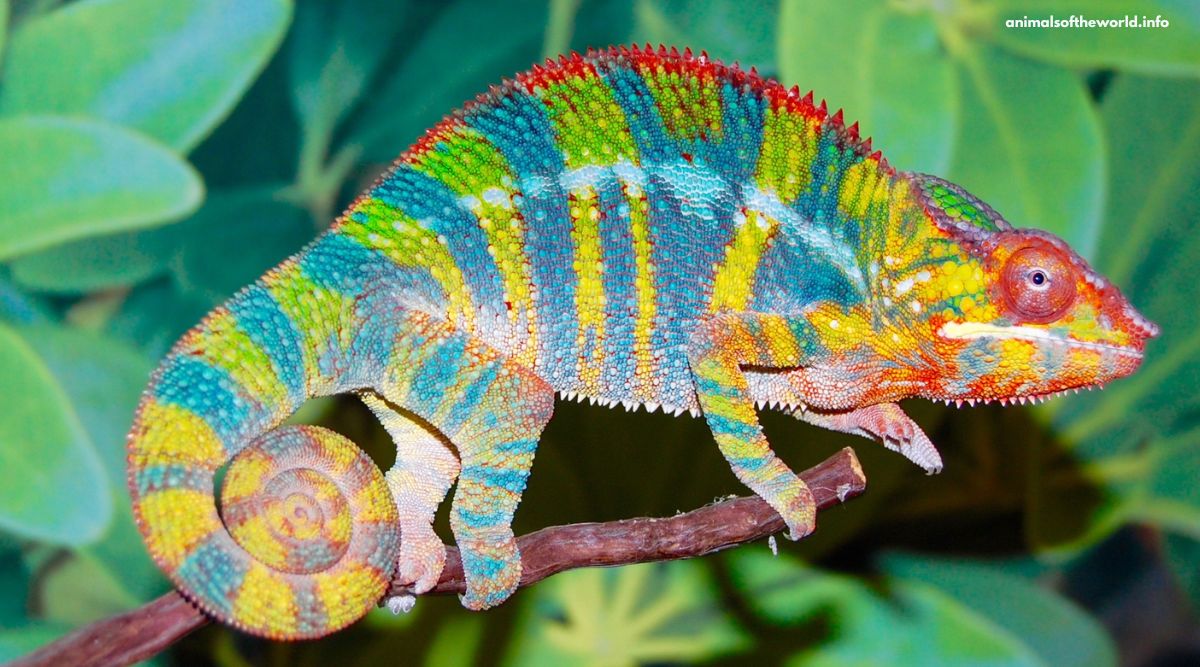 ‘amazing Colours Of Nature Ifs Officer Shares Video Of Vibrant Panther Chameleon Trending 