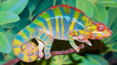 Susanta Nanda Indian Forest Service officer, Susanta Nanda IFS officer, panther chameleon, viral video panther chameleon, interesting animal videos, weird animal tweets, Indian express