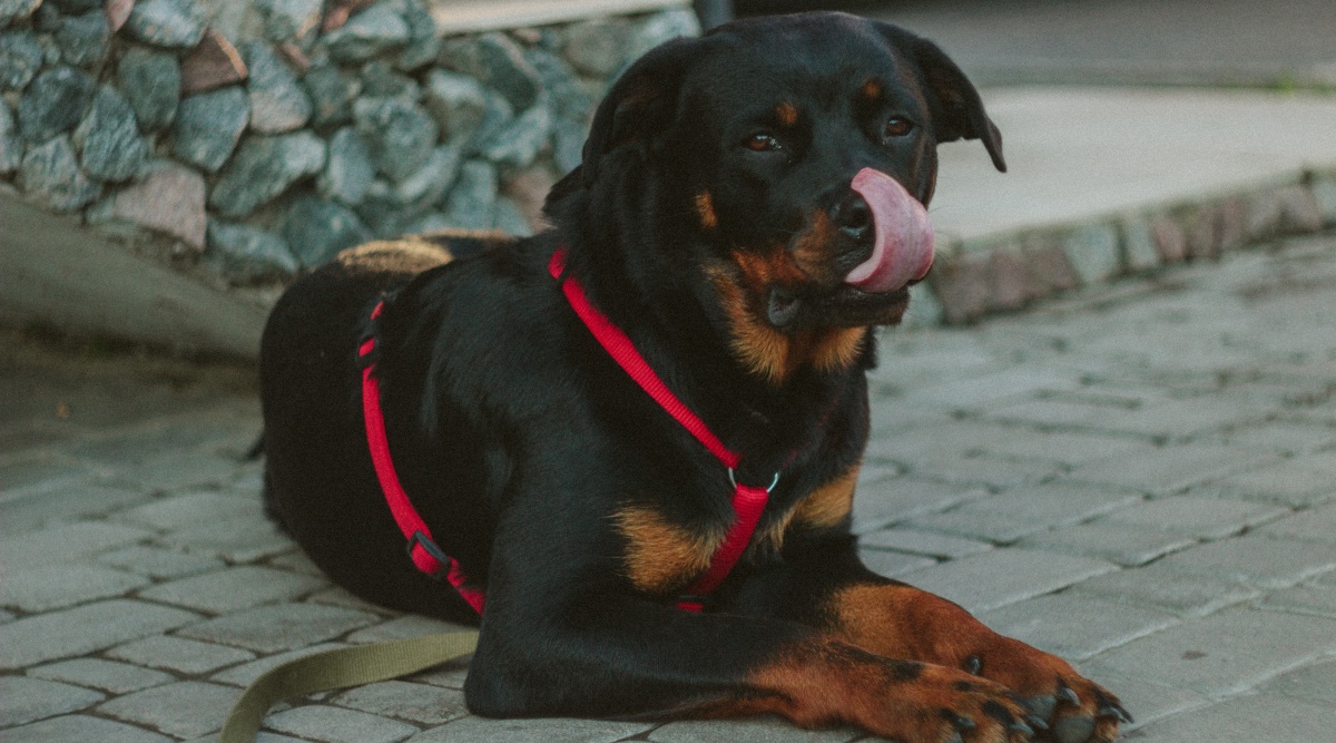 are rottweilers pitbulls