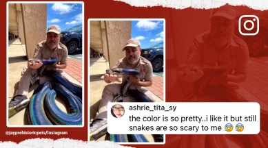 Snake breeder hugs python, snake, reticulated python, California zookeeper, pet shop, Jay Brewer, breeder of snakes, reptile, viral, trending