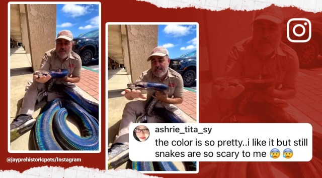 Snake breeder hugs python, snake, reticulated python, California zookeeper, pet shop, Jay Brewer, breeder of snakes, reptile, viral, trending