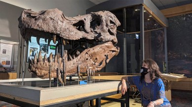 A woman looking at a T.Rex skull