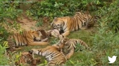 tigress enjoying meal with cubs, tiger eating video, tiger eating with family, tiger video, indian express
