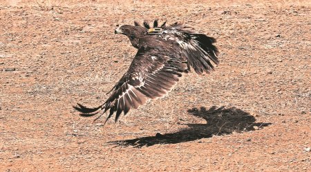 Khyber Pass, Raptors avoid high altitude mountains, central Asia, migratory birds, Raptors, Hindu Kush ranges, Ahmedabad, Ahmedabad news, Gujarat, Gujarat news, Indian Express, India news, current affairs, Indian Express News Service, Express News Service, Express News, Indian Express India News