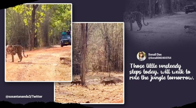 Tiger cubs follow mother into forest, tigress, tiger, India, IFS officer, Susanta Nanda, Twitter, viral, trending