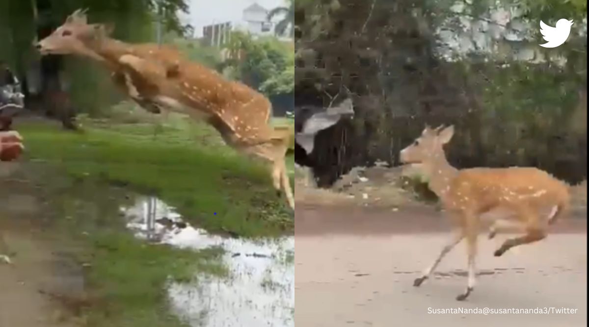 It should be in olympics': Jaw-dropping video shows deer's giant leap over vehicles | Trending News,The Indian Express It should be in olympics': Jaw-dropping video shows deer's giant leap over vehicles | Trending News,The Indian Express