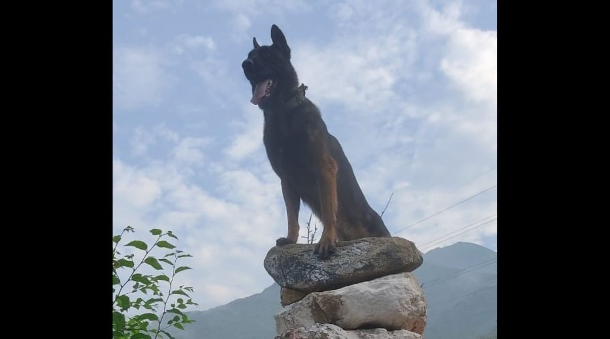 Army Dog Zoom, Who Fought J&K Militants Despite Injuries, Succumbs ...