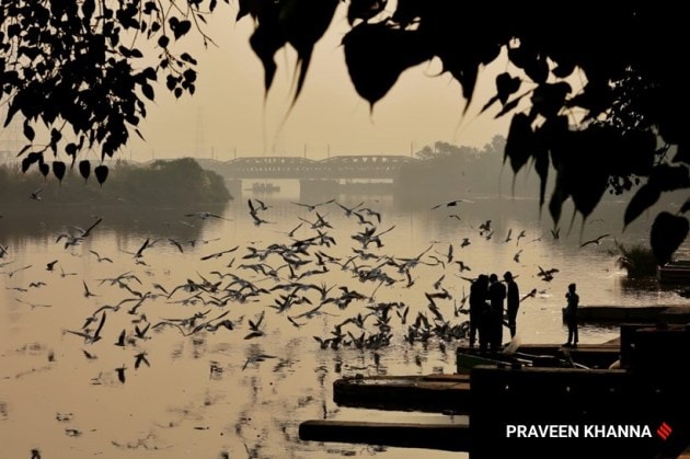 migratory birds delhi census