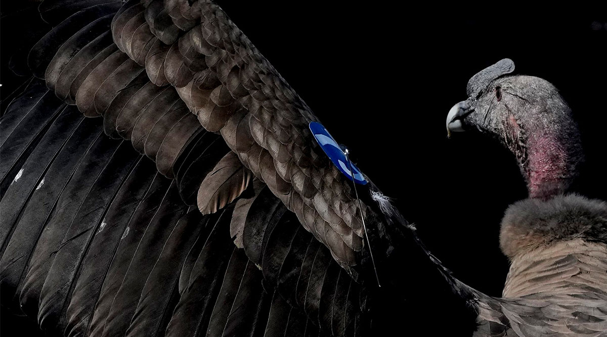 Patagonia condor repopulation drive faces wind farm threat