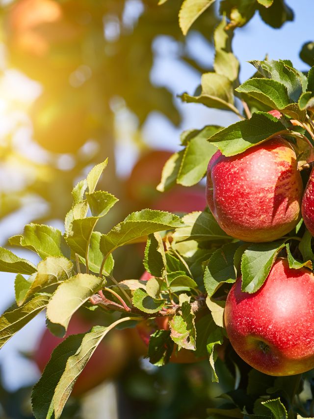 Is apple high on sugar? Does it affect diabetes? | The Indian Express