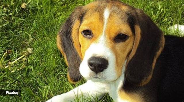 missing Beagle reunited with owner, Chandigarh Police, missing dog reunited with owner, Chandigarh, India news, Indian Express