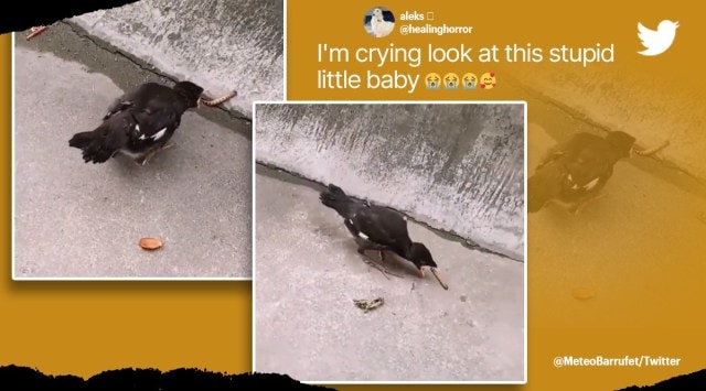 Bird learning how to eat, baby birds learning how to eat on their own, viral baby bird videos, young birds confused about eating food, funny birds video, indian express