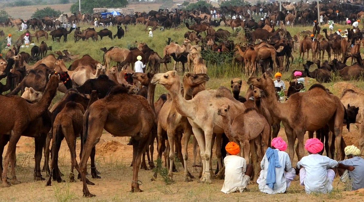 The Pushkar fair will be held from November 1 to 7, an official release said. (Express Archive)
