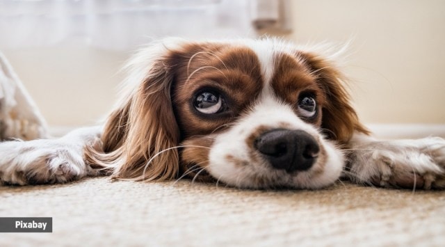A balance has to be maintained between the safety of people and animal rights, the apex court said, suggesting that people who feed stray dogs could be made responsible for vaccinating them and bearing costs if somebody is attacked by the animal.
(Source: Pixabay)