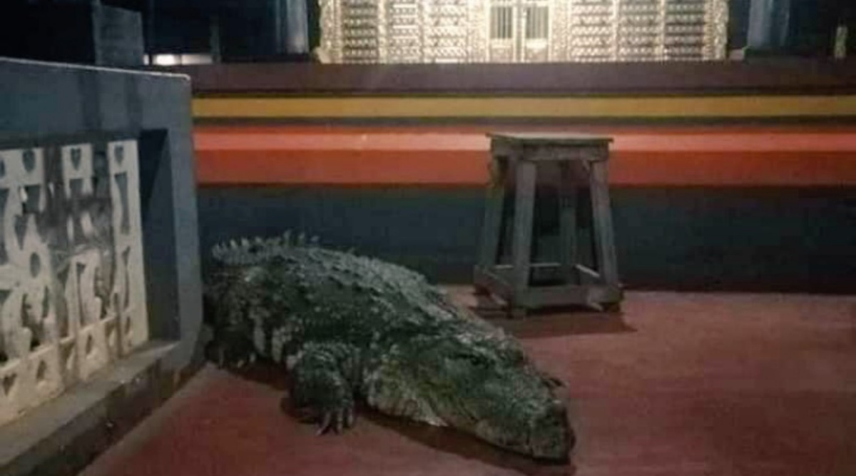 vegetarian-crocodile-that-lived-in-kerala-temple-pond-dies-hundreds-pay-homage
