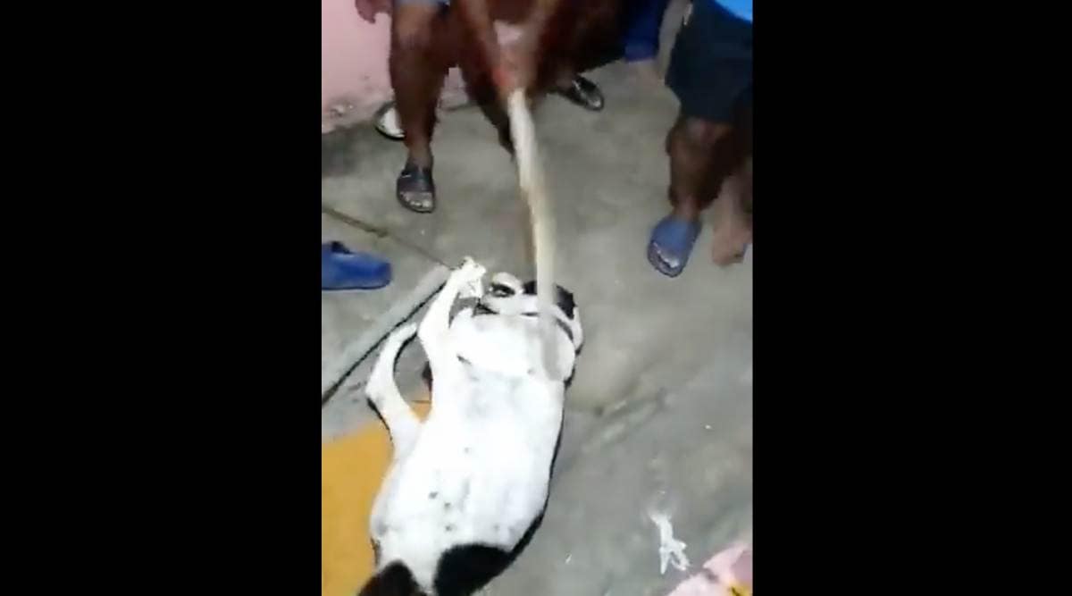 Bengaluru: Three men booked for assaulting pet dog and its owner | Cities News,The Indian Express Bengaluru: Three men booked for assaulting pet dog and its owner | Cities News,The Indian Express