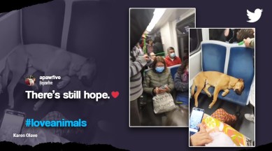 Passengers let dog sleep on train seat, Wholesome dog video, dog sleeping in train, viral dog video, Passengers let dog rest on seat in crowded train, indian express