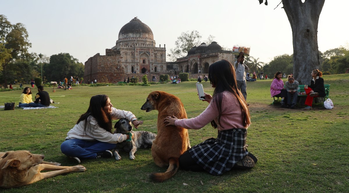 FILE-Representational-Visitors playing with street dogs in a public park on 25/2/2022. (Express file photo by Amit Mehra)