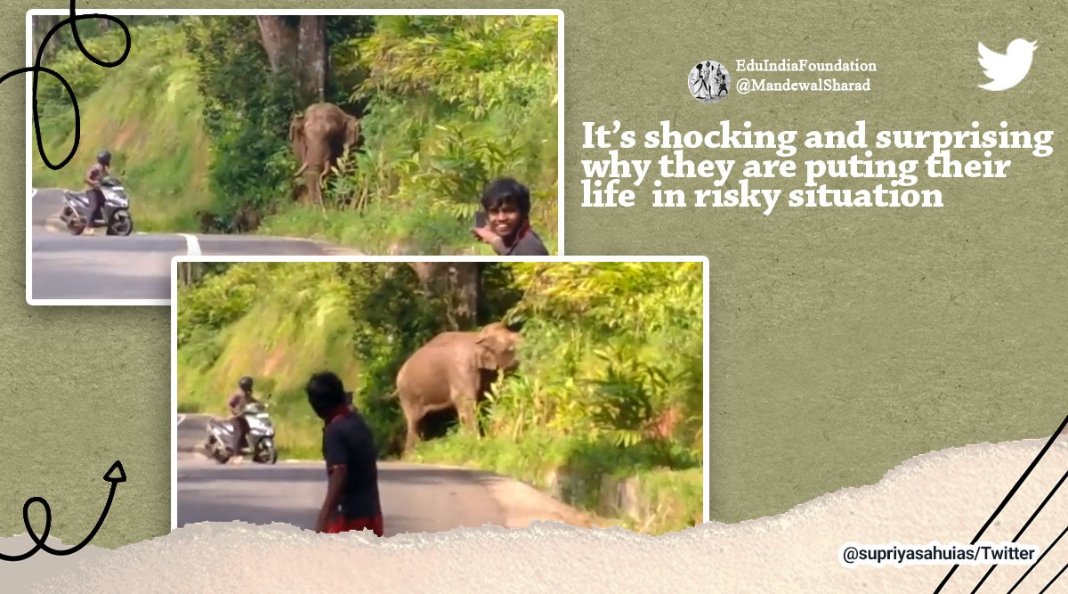 Watch: Elephant struggles to move past onlookers, IAS officer calls out