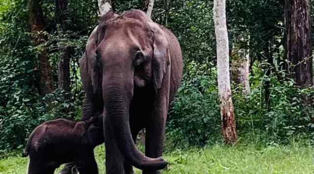 Rahul Gandhi said he wanted "to cross political boundaries and appeal to your (Bommai's) sense of compassion to intervene and save the little elephant," adding that the calf could survive if given proper treatment.
(@RahulGandhi/ Twitter screen grab)