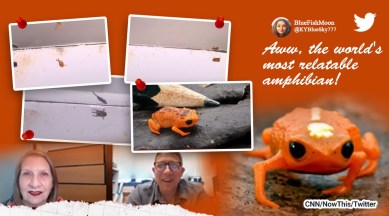 frog that cannot jump, miniature frog, frog video, frog that tumbles, brazilian frog, indian express