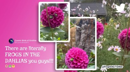 Watch: This video of tiny frogs cocooned inside dahlias is the cutest thing  on the internet today