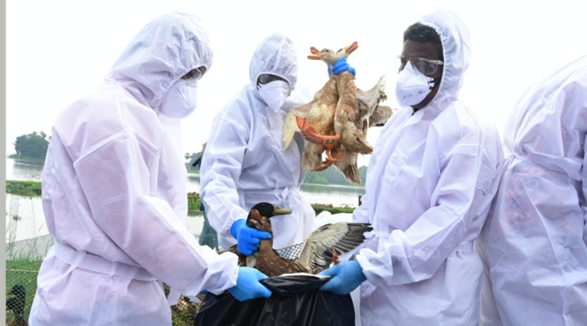 Avian flu outbreak confirmed in Kerala district, ducks culling begins India News News The