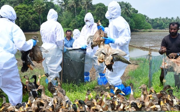 Avian flu outbreak confirmed in Kerala district, ducks culling begins ...