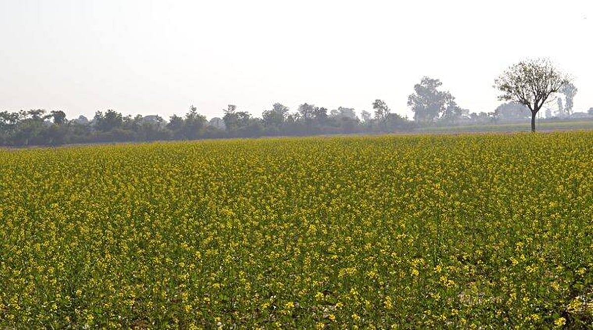 DMH-11 contains two alien genes isolated from a soil bacterium called Bacillus amyloliquefaciens that enable breeding of high-yielding commercial mustard hybrids. (Representative image)