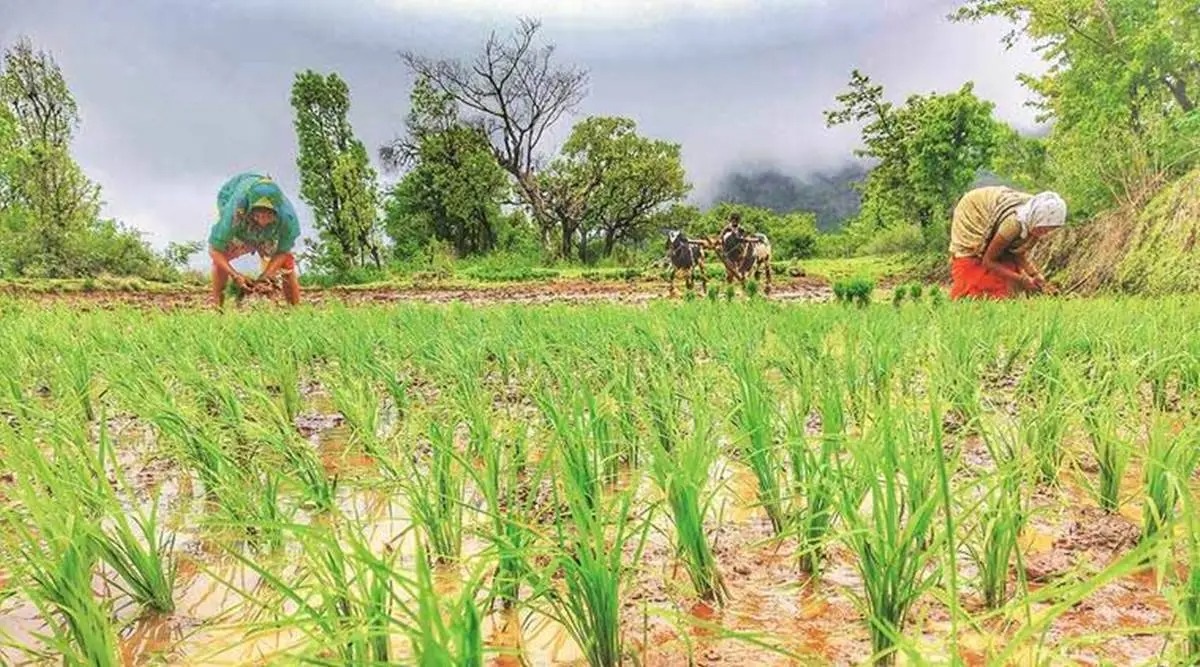 paddy-fields-a-view-in-the-plains-of-northern-tamil-nadu-a-state-in