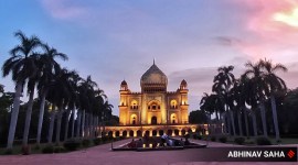palm trees, delhi trees, indian express