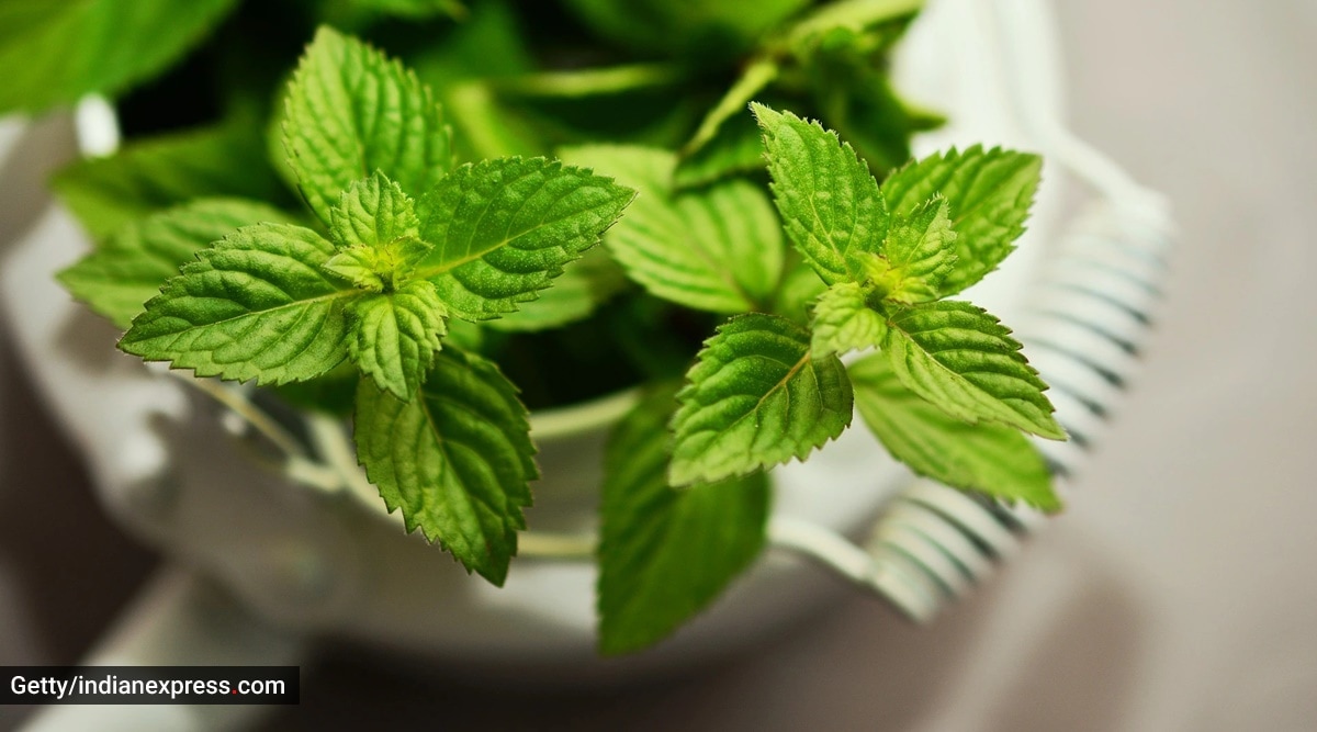 Does peppermint worsen acid reflux? Lifestyle News,The Indian Express