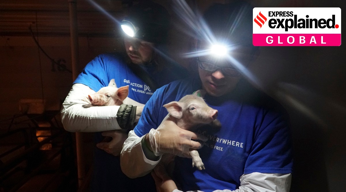 A photo provided by Direct Action Everywhere from its 2017 raid on a Utah factory farm from which Wayne Hsiung, right, and Paul Darwin Picklesimer rescued two piglets.  (Direct Action Everywhere via The New York Times) 
