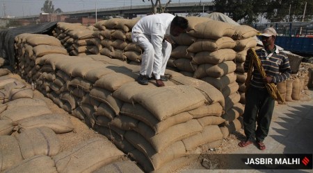 On Saturday, there was a total of 28,000 MT of grain in the mandis of which 9,000 MT was brought. (Express file photo by Jasbir Malhi)