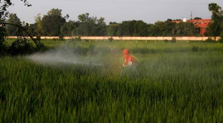 punjab news, paddy news, indian express