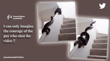 Python climbs the staircase, viral video large python slithering on stairs, viral video python, Indian Forest Services Susanta Nanda, viral snake videos, indian express